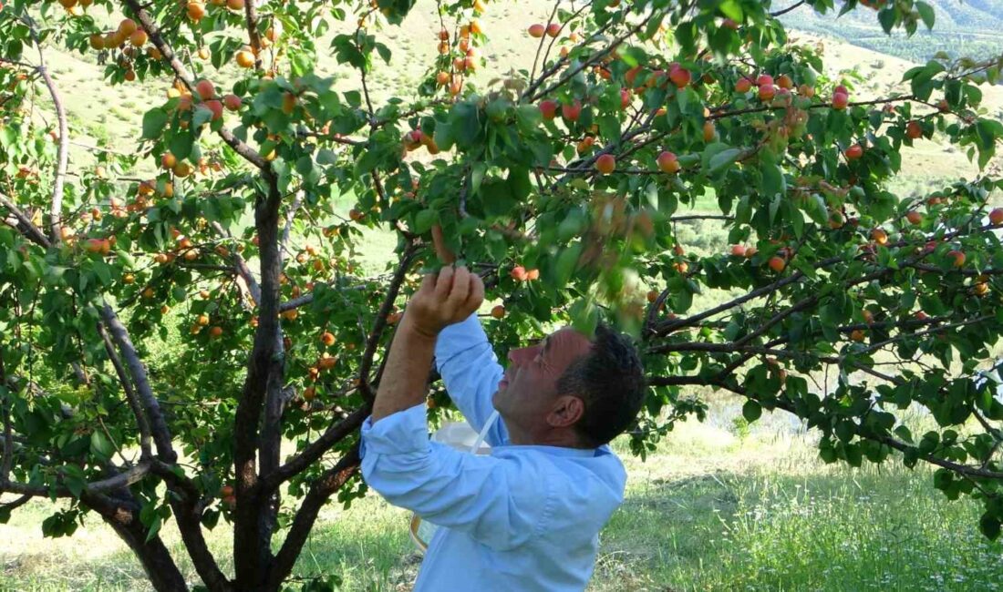 DÜNYANIN KAYISI BAŞKENTİ MALATYA’DA