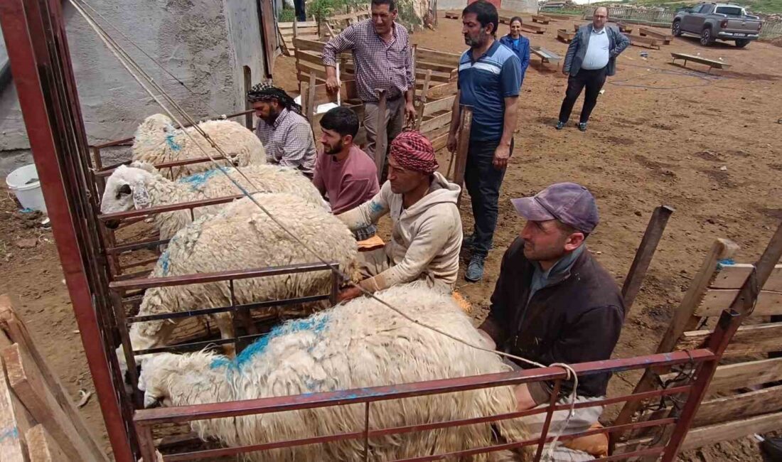 MALATYA’DA KÜÇÜKBAŞ HAYVAN YETİŞTİRİCİLERİ