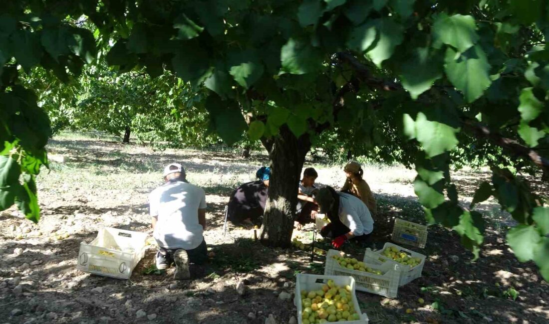 DÜNYANIN KAYISI BAŞKENTİ OLARAK